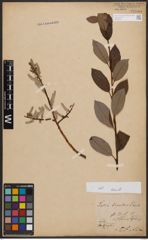 Salix aurita L. x Salix cinerea L.